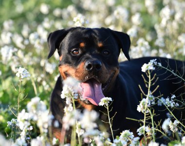 Yeşil alanda bir rottweiler.