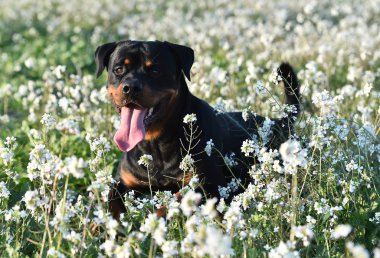 Yeşil alanda bir rottweiler.