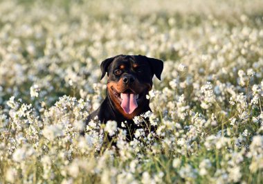 Yeşil alanda bir rottweiler.