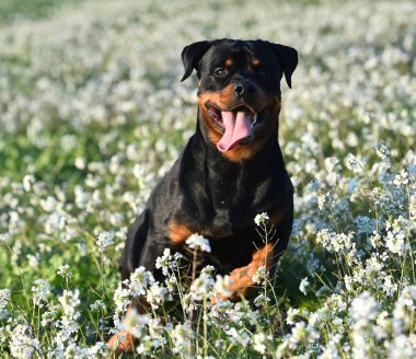 Yeşil alanda bir rottweiler.