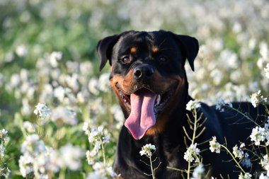 Yeşil alanda bir rottweiler.