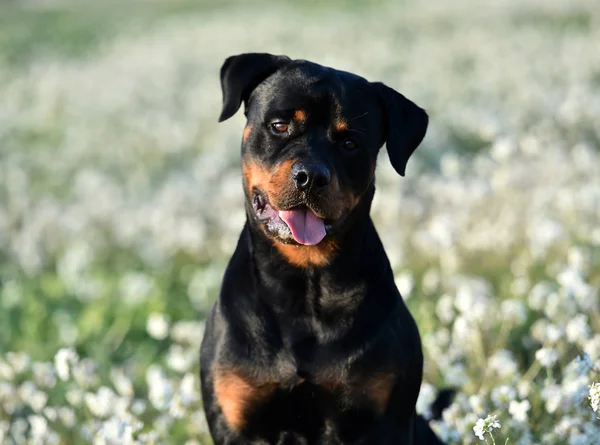 Egy Rottweiler Zöld Mezőn — Stock Fotó