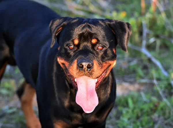 Een Rottweiler Het Groene Veld — Stockfoto