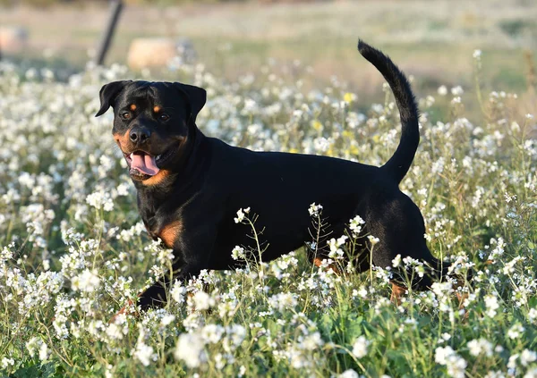 Rottweiler Dans Champ Vert — Photo