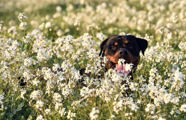 Yeşil alanda bir rottweiler.