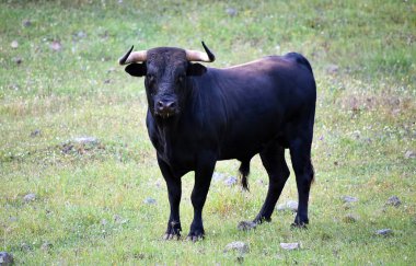Büyük boynuzlu güçlü İspanyol boğası.