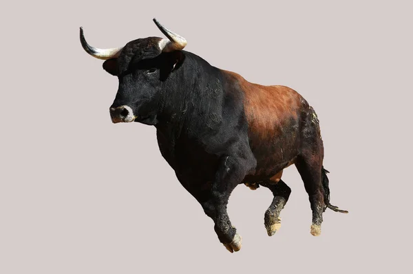长着大角的西班牙大牛 — 图库照片