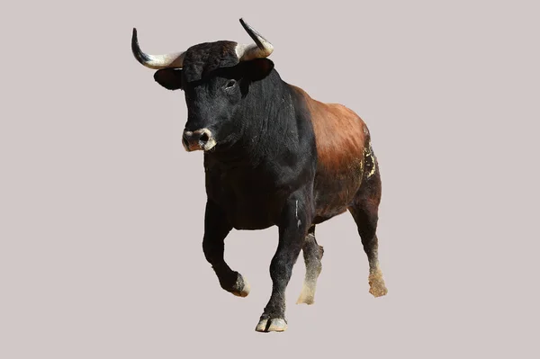 Spanish Powerful Bull Big Horns — 스톡 사진