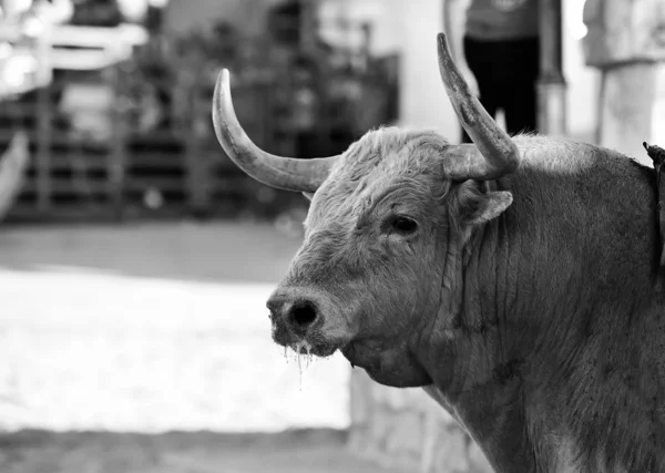 Spanish Powerful Bull Big Horns — Stock Photo, Image