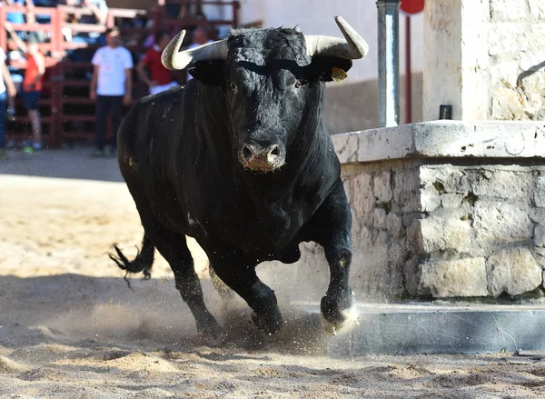 Touro Poderoso Espanhol Com Chifres Grandes — Fotografia de Stock