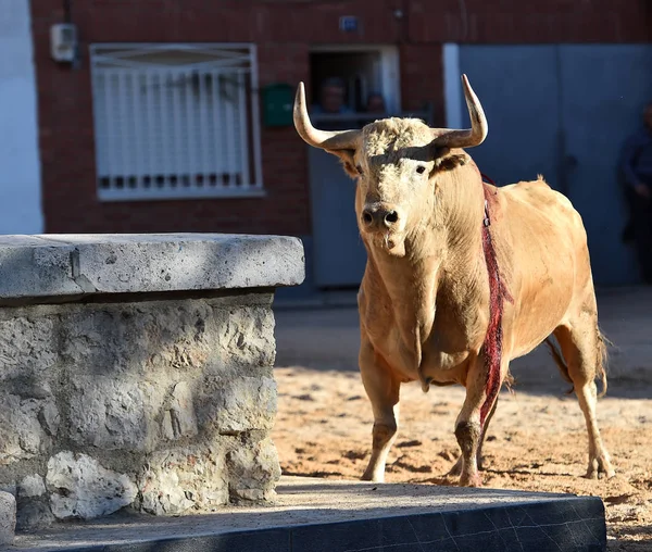 Spanish Powerful Bull Big Horns — 스톡 사진