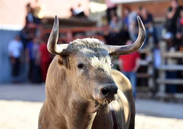 Toro Poderoso Español Con Cuernos Grandes —  Fotos de Stock