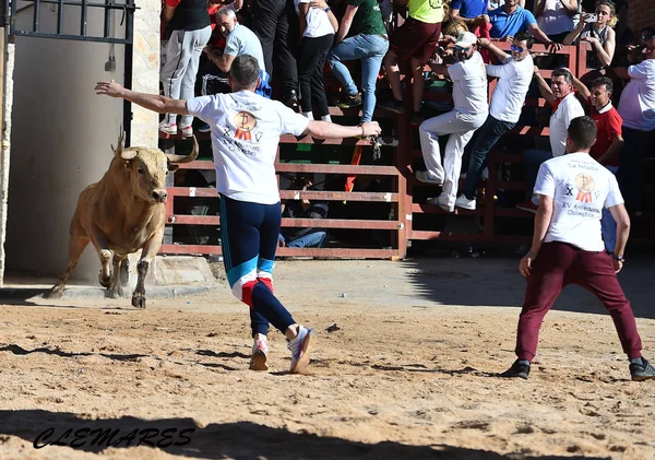 Taureau Puissant Espagnol Avec Grandes Cornes — Photo