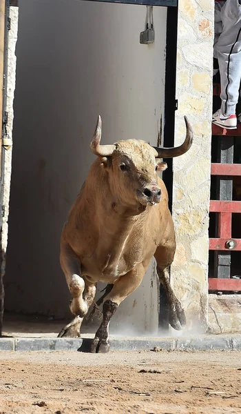 大きな角を持つスペインの強力な雄牛 — ストック写真