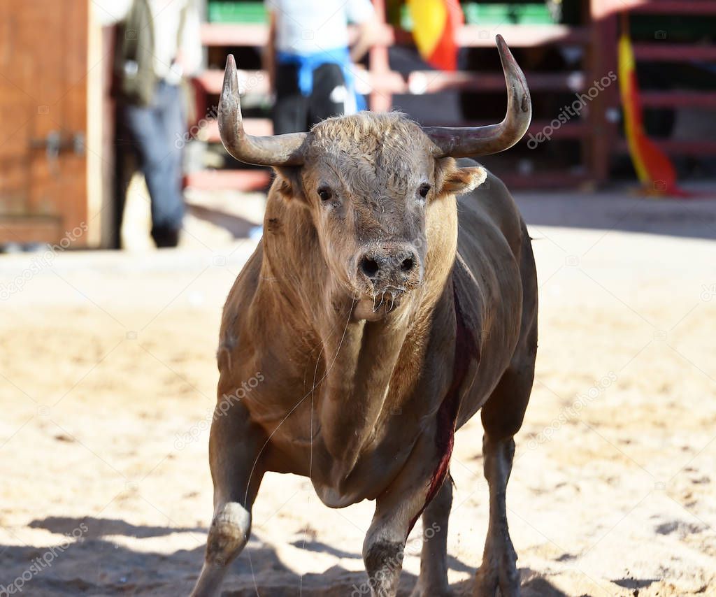 spanish powerful bull with big horns