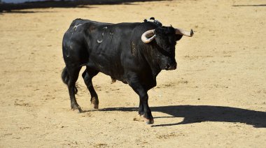  İspanyol boğa güreşinin geleneksel gösterisinde büyük boynuzlu güçlü bir boğa.
