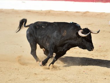  İspanyol boğa güreşinin geleneksel gösterisinde büyük boynuzlu güçlü bir boğa.