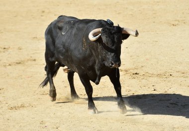  İspanyol boğa güreşinin geleneksel gösterisinde büyük boynuzlu güçlü bir boğa.