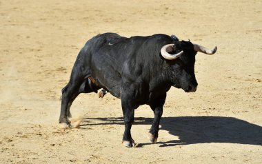  İspanyol boğa güreşinin geleneksel gösterisinde büyük boynuzlu güçlü bir boğa.