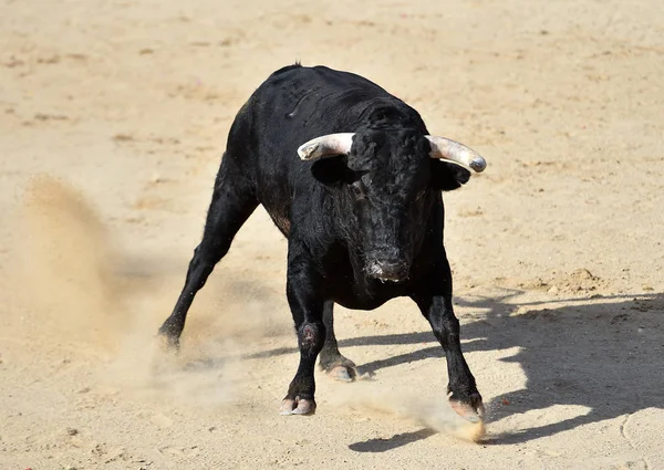 Kraftfull Tjur Med Stora Horn Som Springer Den Spanska Tjurfäktningsarenan — Stockfoto