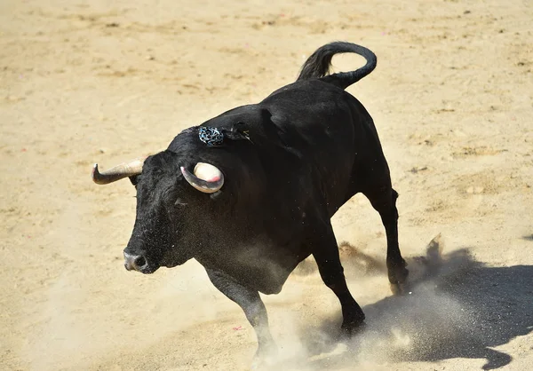 Powerful Bull Big Horns Running Spanish Bullring Traditional Spectacle Bullfight — Stock Photo, Image