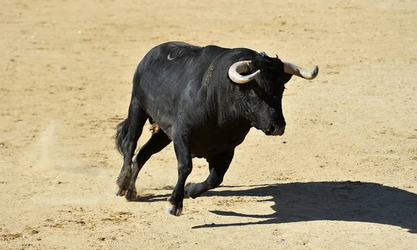 Een Krachtige Stier Met Grote Hoorns Spaanse Arena Een Traditioneel — Stockfoto