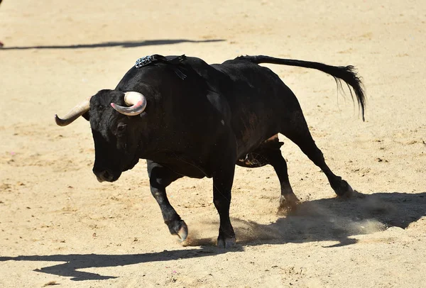 Taureau Puissant Avec Grandes Cornes Courant Dans Arène Espagnole Sur — Photo