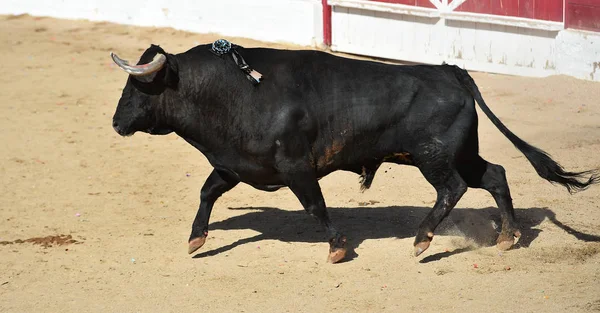 Powerful Bull Big Horns Running Spanish Bullring Traditional Spectacle Bullfight — Stock Photo, Image