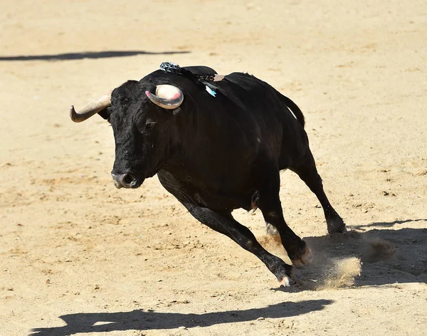 Kraftfull Tjur Med Stora Horn Som Springer Den Spanska Tjurfäktningsarenan — Stockfoto