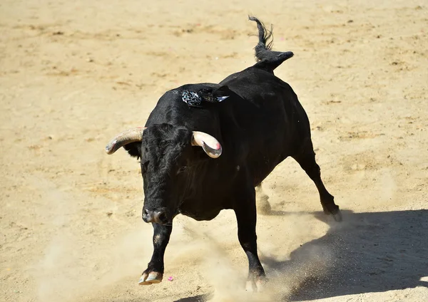 Ein Mächtiger Stier Mit Großen Hörnern Läuft Der Spanischen Stierkampfarena — Stockfoto