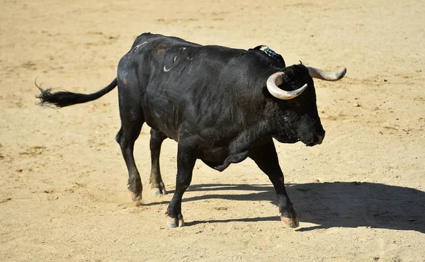 Taureau Puissant Avec Grandes Cornes Courant Dans Arène Espagnole Sur — Photo