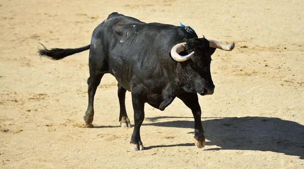 Poderoso Toro Con Grandes Cuernos Corriendo Plaza Toros Española Espectáculo —  Fotos de Stock