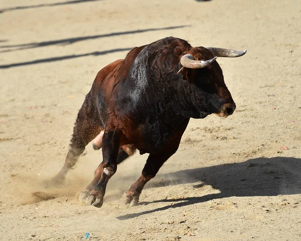 伝統的な闘牛の光景にスペインの闘牛場で大きな角を持つ強力な雄牛 — ストック写真