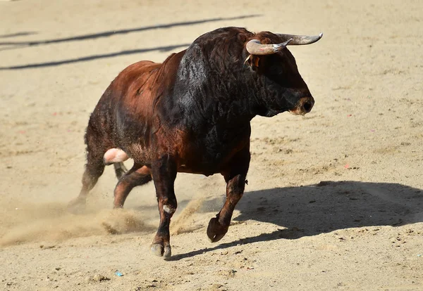 Kraftfull Tjur Med Stora Horn Som Springer Den Spanska Tjurfäktningsarenan — Stockfoto