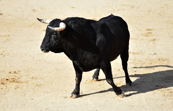 Een Krachtige Stier Met Grote Hoorns Spaanse Arena Een Traditioneel — Stockfoto
