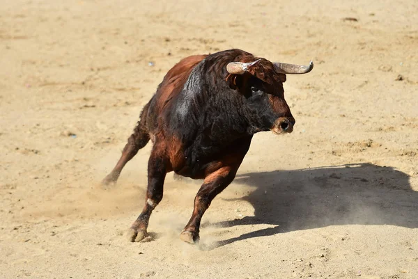 Potężny Byk Dużymi Rogami Biegający Hiszpańskim Ringu Byków Tradycyjnym Spektaklu — Zdjęcie stockowe