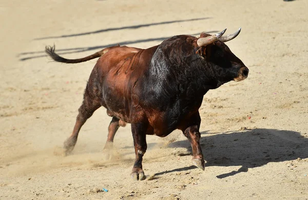 Powerful Bull Big Horns Running Spanish Bullring Traditional Spectacle Bullfight — 스톡 사진