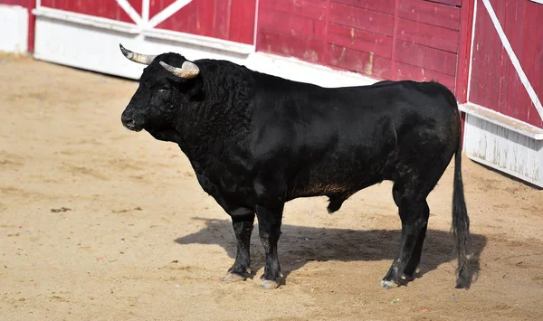 Taureau Puissant Avec Grandes Cornes Courant Dans Arène Espagnole Sur — Photo