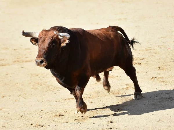 伝統的な闘牛の光景にスペインの闘牛場で大きな角を持つ強力な雄牛 — ストック写真