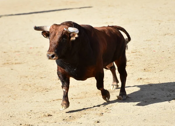 伝統的な闘牛の光景にスペインの闘牛場で大きな角を持つ強力な雄牛 — ストック写真