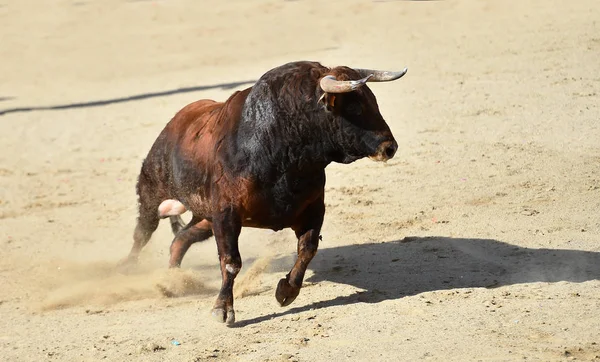 Touro Poderoso Com Grandes Chifres Correndo Praça Touros Espanhola Espetáculo — Fotografia de Stock