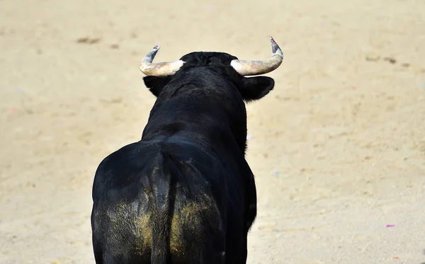 a powerful bull with big horns running in the spanish bullring on a traditional spectacle of bullfight
