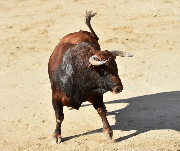 Ein Mächtiger Stier Mit Großen Hörnern Läuft Der Spanischen Stierkampfarena — Stockfoto