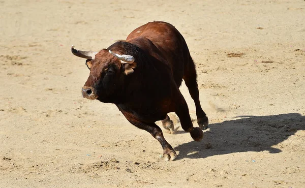 Taureau Puissant Avec Grandes Cornes Courant Dans Arène Espagnole Sur — Photo