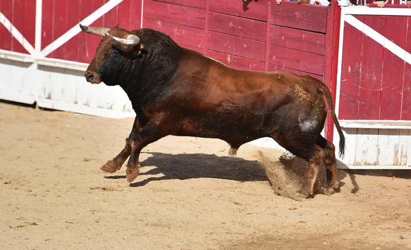 Poderoso Toro Con Grandes Cuernos Corriendo Plaza Toros Española Espectáculo — Foto de Stock