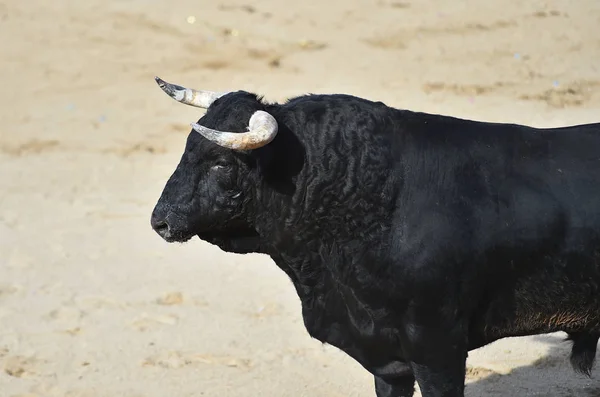Ein Mächtiger Stier Mit Großen Hörnern Läuft Der Spanischen Stierkampfarena — Stockfoto