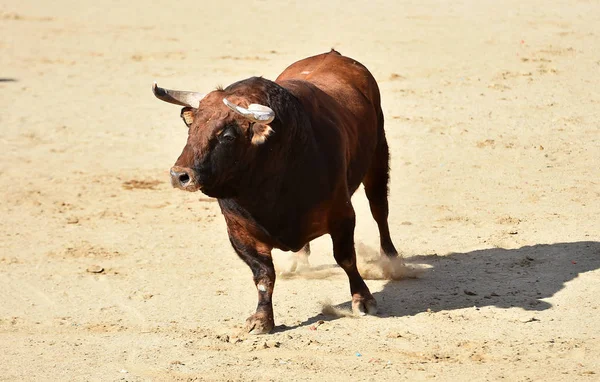 Poderoso Toro Con Grandes Cuernos Corriendo Plaza Toros Española Espectáculo — Foto de Stock