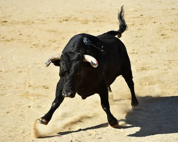 伝統的な闘牛の光景にスペインの闘牛場で大きな角を持つ強力な雄牛 — ストック写真