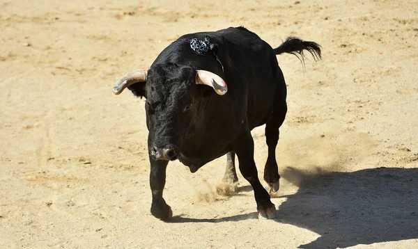 一头长着大牛角的大牛在西班牙的斗牛场上奔跑 这是一场传统的斗牛表演 — 图库照片