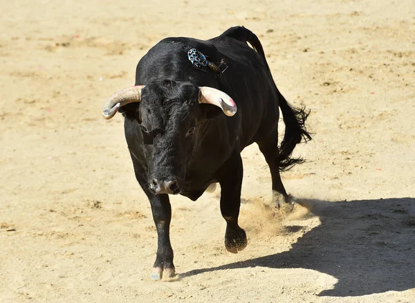 Touro Poderoso Com Grandes Chifres Correndo Praça Touros Espanhola Espetáculo — Fotografia de Stock